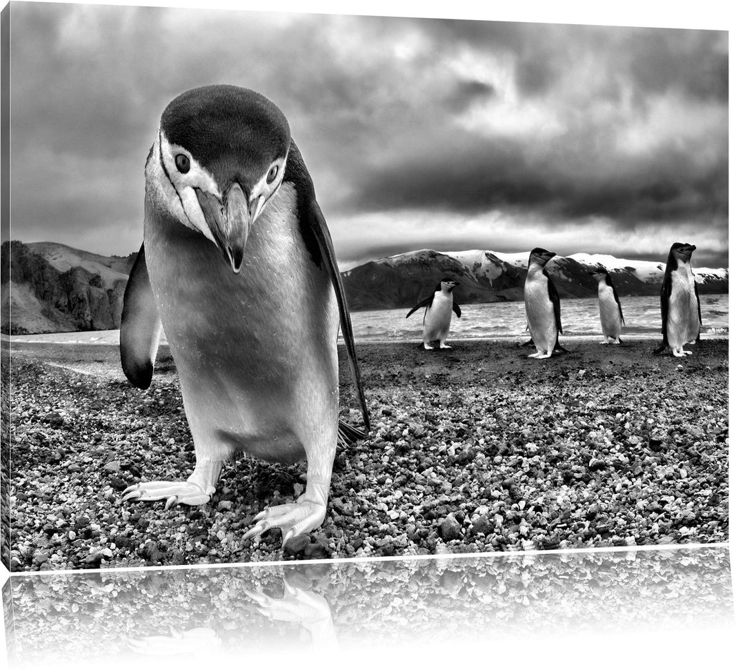 Lustige Pinguine als Leinwandbild/Grösse: 100x70 / Wandbild/Kunstdruck/fertig bespannt, 100x70