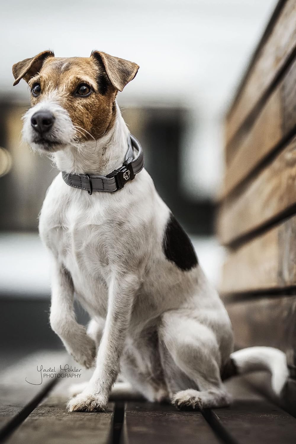 Kentucky Dogwear Hundehalsband reflektierend, Grösse:XS, Farbe:grau XS grau, XS grau