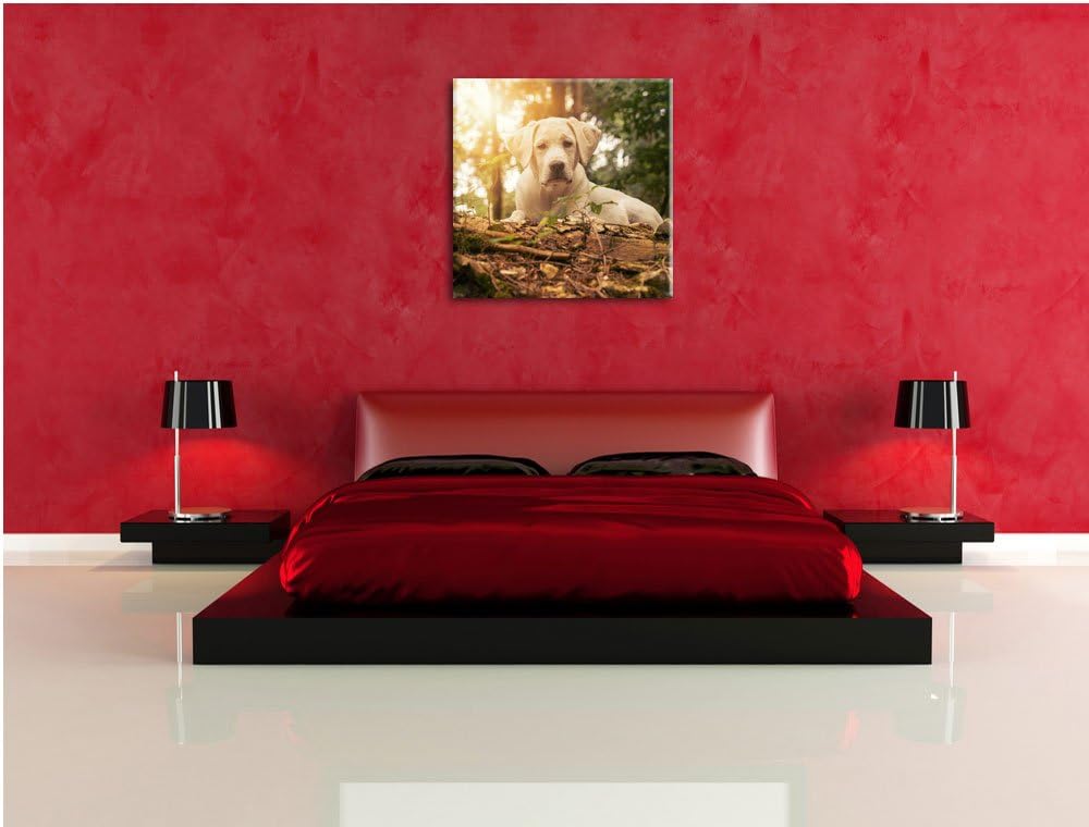 Pixxprint Hund im Wald bei Sonneuntergang als Leinwandbild/Grösse: 70x70 cm/Wandbild/Kunstdruck/fert