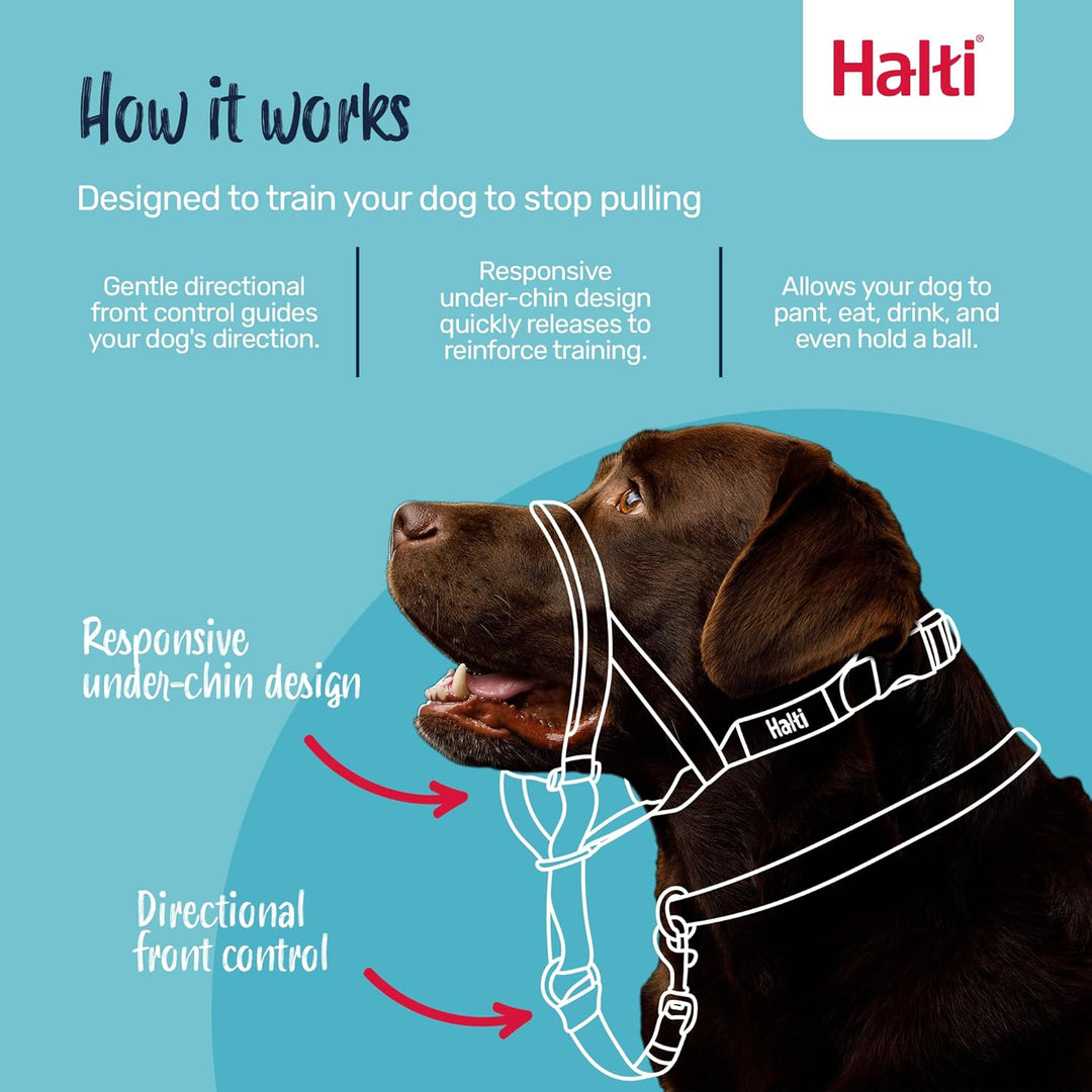 Halti Kopfgeschirr für Hunde | Grösse 1, Lila | Verhindert, dass Ihr Hund an der Leine zieht, Einste