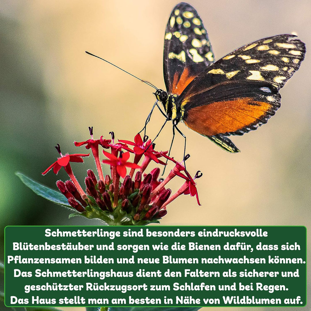 ERDENFREUND® Schmetterlingshaus 100% splitterfrei für zarte Schmetterlingsflügel Schmetterlingshotel