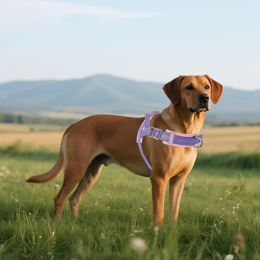 AIITLE Verbessertes, verstellbares Hundegeschirr für Hals und Brust, kein Ziehen, Haustiergeschirr m