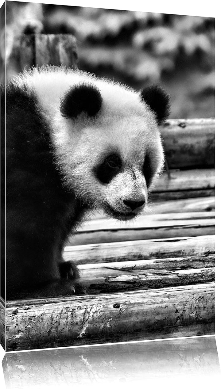 Pixxprint Panda auf Holzstämmen / 100x70cm Leinwandbild bespannt auf Holzrahmen/Wandbild Kunstdruck