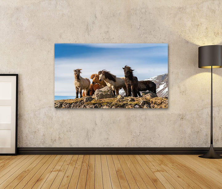 islandburner Bild auf Leinwand Isländische Pferde Pferderasse Geschaffen Island Schöne Winterausgabe
