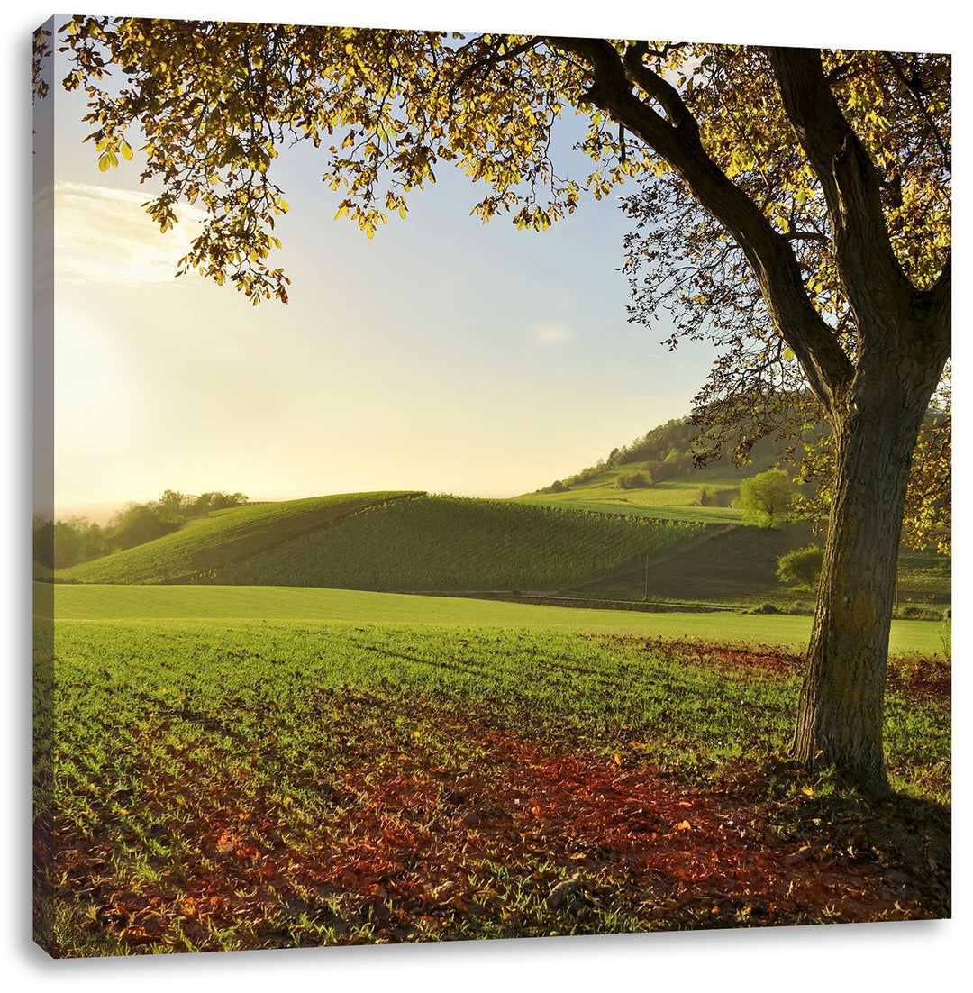 Landschaft im Herbst, Format: 70x70 auf Leinwand, XXL riesige Bilder fertig gerahmt mit Keilrahmen,