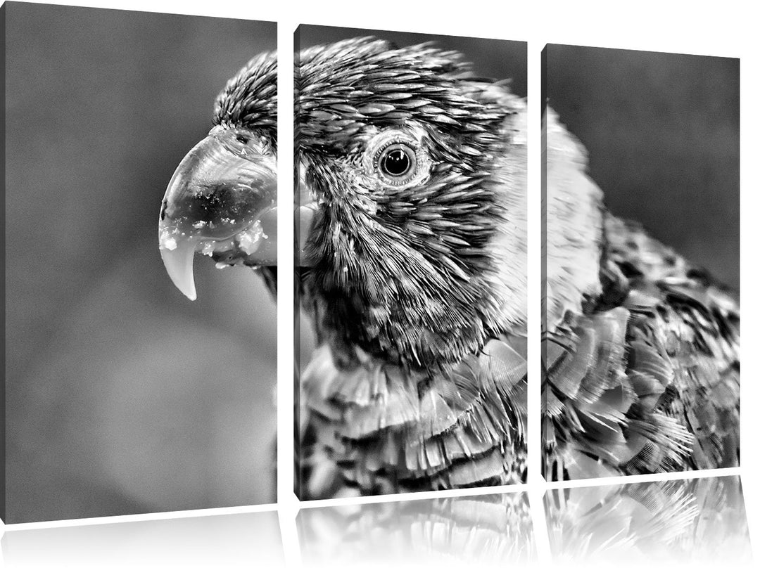 Pixxprint farbenfroher Papagei als Leinwandbild/Grösse: 3 Teilig (120x80) cm/Wandbild/Kunstdruck/fer