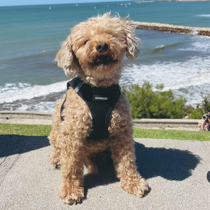 Voyager Step-In Air Hundegeschirr by Best Pet Supplies - All Weather Mesh Step in Vest Harness für k