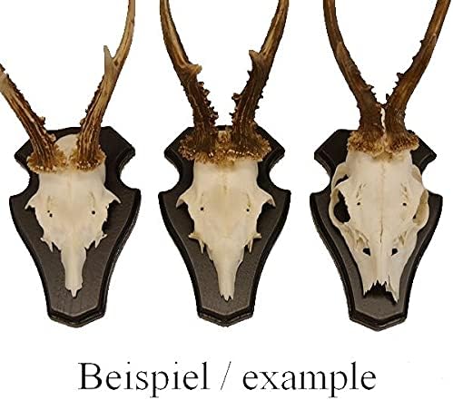 GTK - Geweihe & Trophäen KRUMHOLZ 5 Stück REH Trophäenschilder Stumpf in Eiche Dunkel AF 18,5 cm x 1