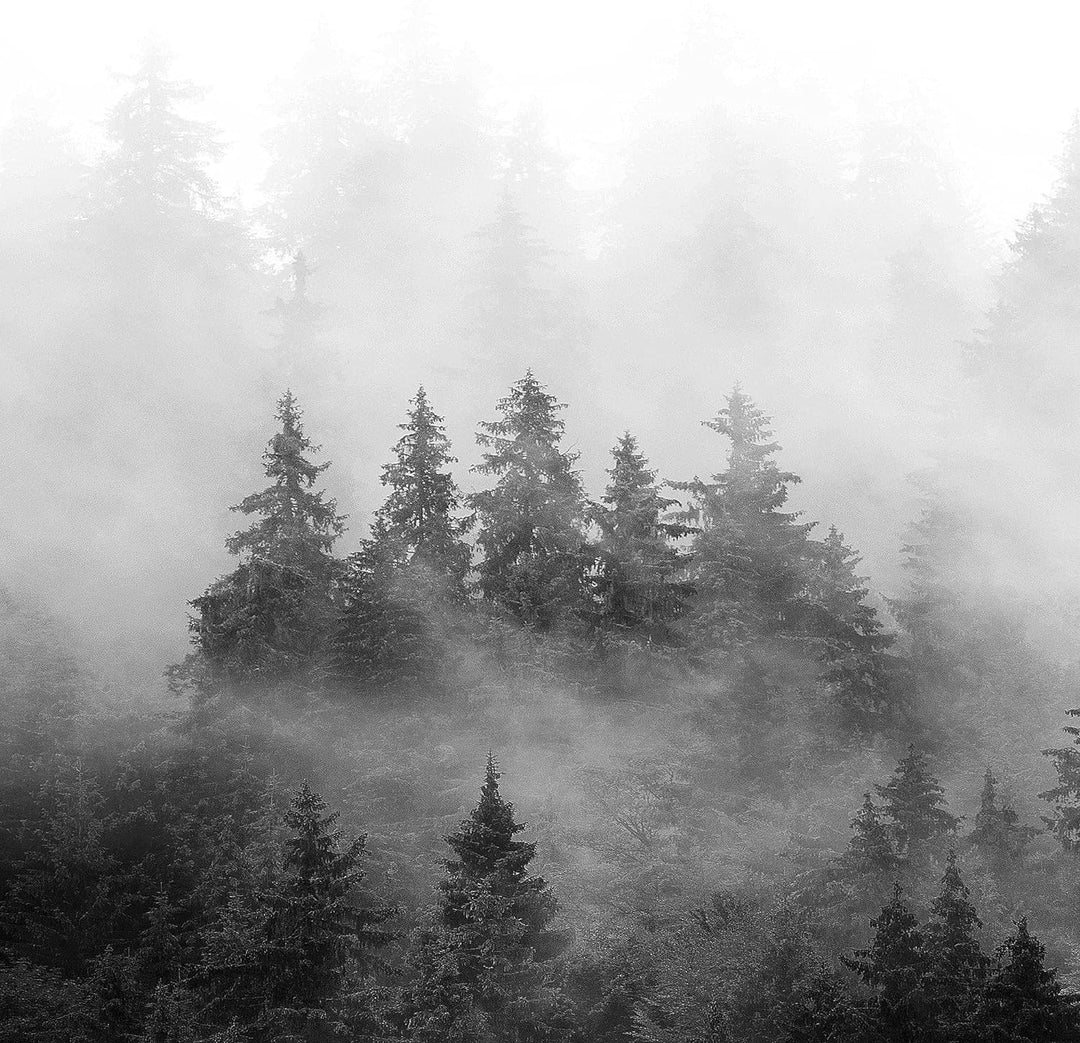 Runa Art Wandbild XXL Wald Natur Wohnzimmer Schlafzimmer 200 x 80 cm Schwarz Weiss 5 Teilig - Made i