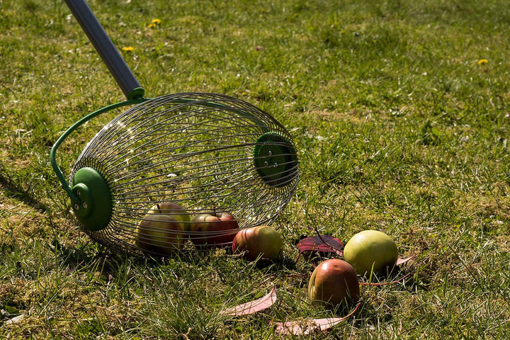 Freund-Victoria Nuss- / Obstsammler 68090 (Federstahl-Sammler, Arbeitsbreite 30 cm, Teleskopstiel 11