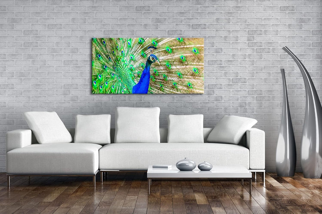 Eleganter, blauer Pfau Panorama 80x40 cm als Leinwandbild, Motiv fertig gerahmt auf Echtholzrahmen,