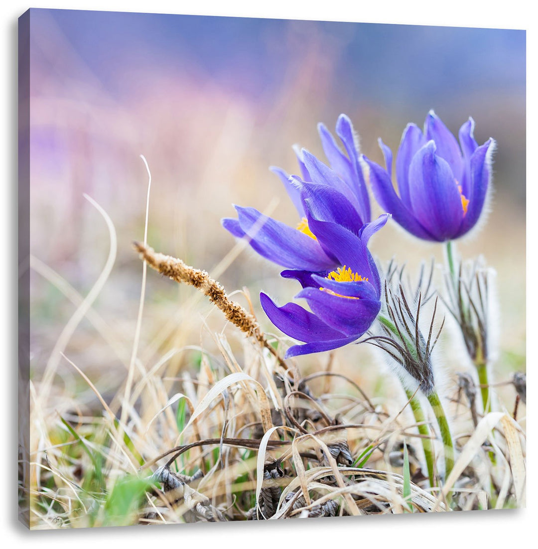 Pixxprint schöne Krokusse, Format: 70x70 auf Leinwand, XXL riesige Bilder fertig gerahmt mit Keilrah
