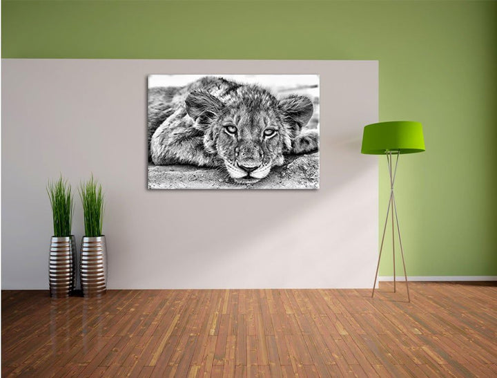 Pixxprint wachsamer junger Löwe / 100x70cm Leinwandbild bespannt auf Holzrahmen/Wandbild Kunstdruck