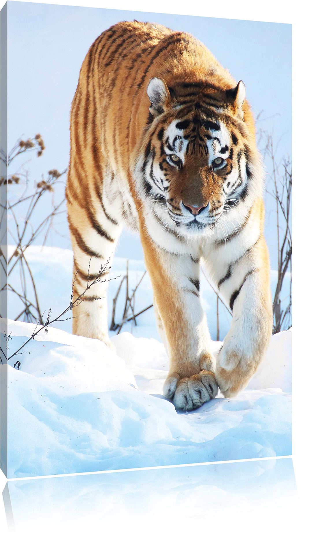 Tiger im Schnee, Format: 100x70 auf Leinwand, XXL riesige Bilder fertig gerahmt mit Keilrahmen, Kuns