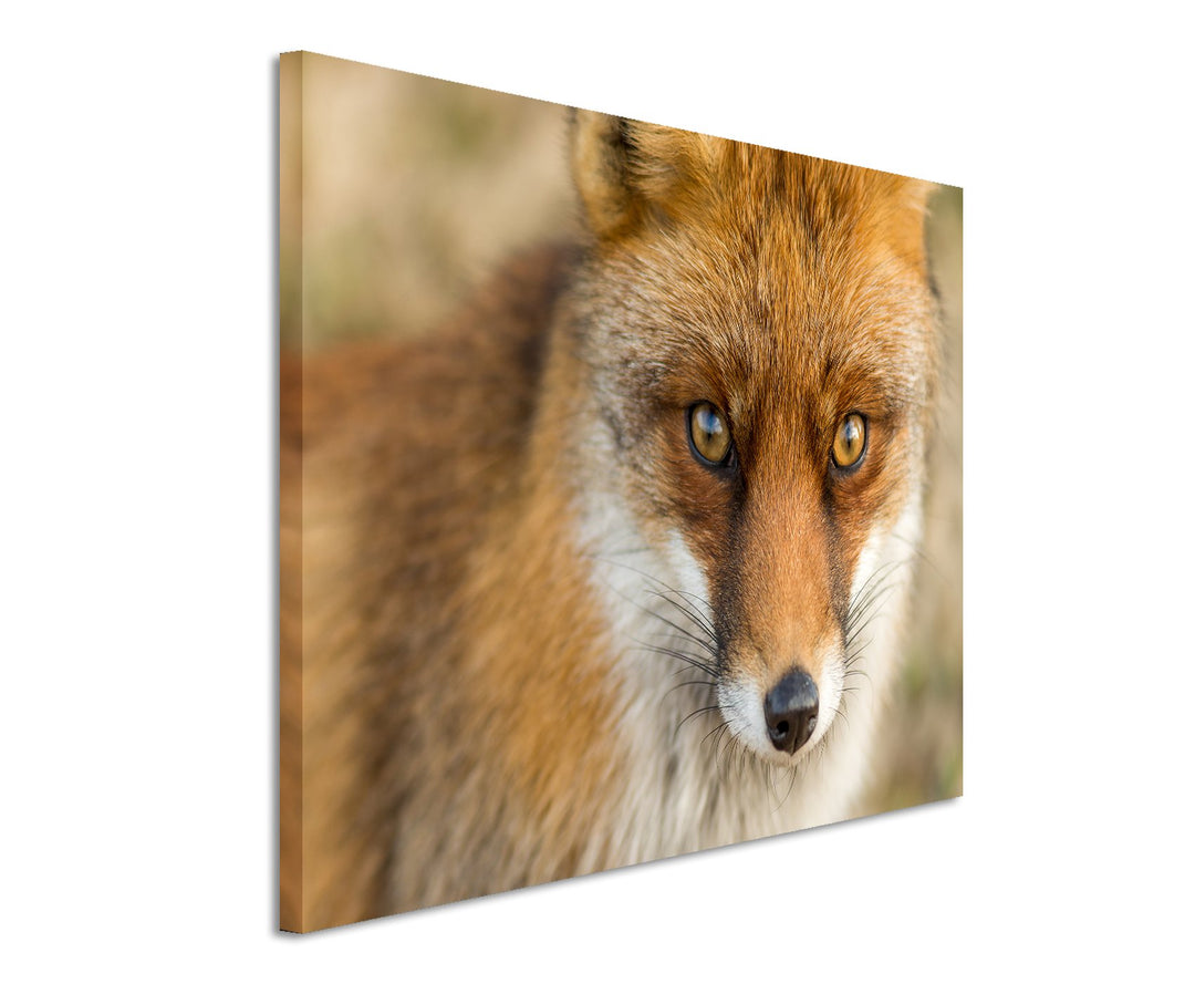 Paul Sinus Art Kunstfoto auf Leinwand 60x40cm Tierfotografie – Roter europäischer Fuchs auf Leinwand
