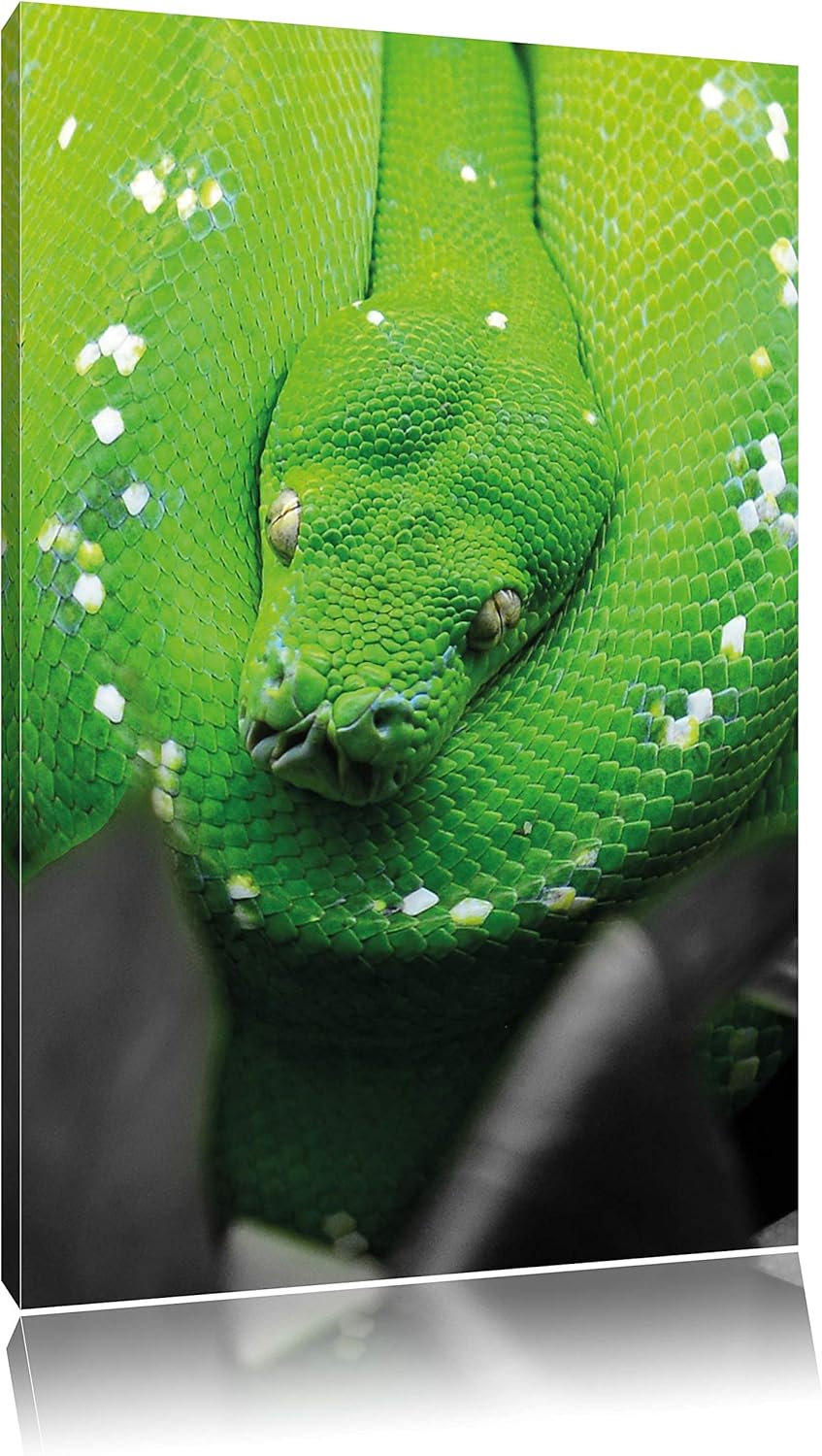 Pixxprint Giftige Grüne Schlange als Leinwandbild/Grösse: 120x80 cm/Wandbild/Kunstdruck/fertig bespa