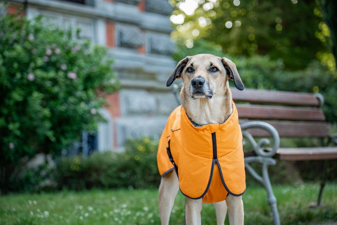 Wolters Hundejacke Cape Drizzle | Ganzjahresjacke für Hunde in der Farbe Orange | Grösse 34 (Rückenl