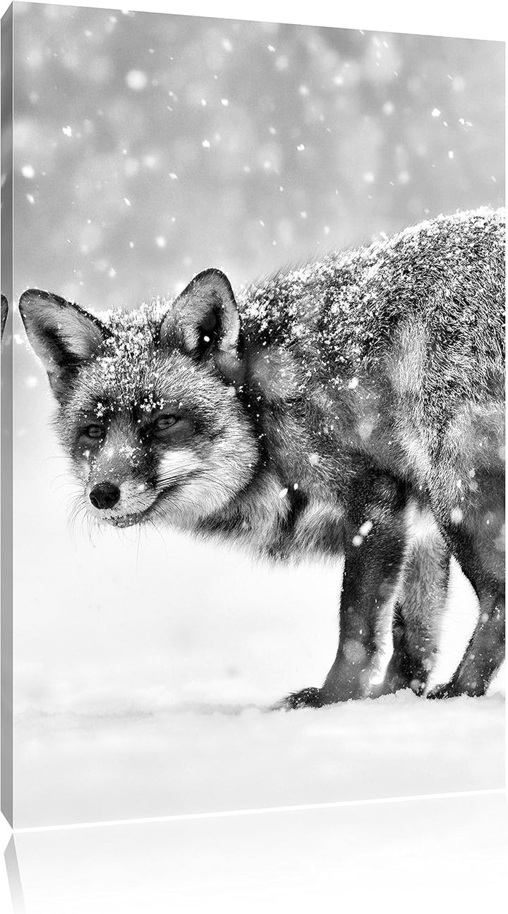 Pixxprint Monocrome, Roter Fuchs im Schneegestöber, Format: 100x70 auf Leinwand, 100x70