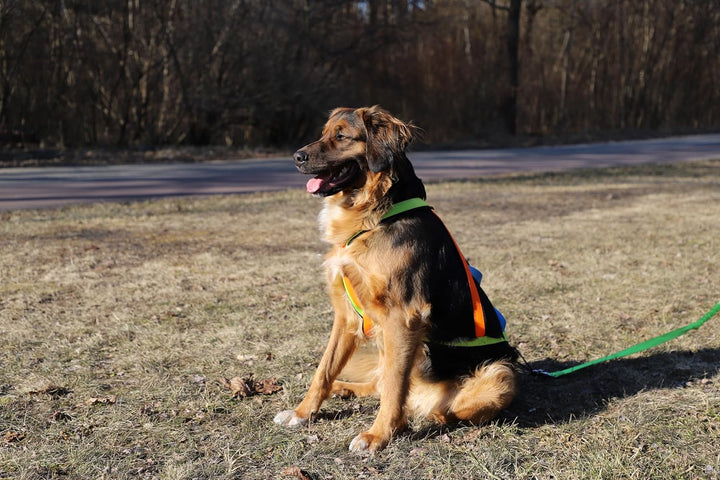 Dingo Hundegeschirre Sled Active Sydney Links Band Farbe Grün Rechts Orange Rücken Blau Canicross Do