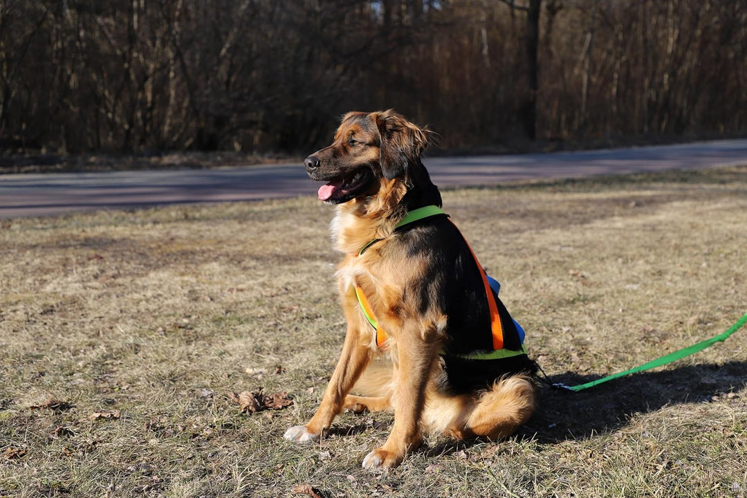 Dingo Hundegeschirre Sled Active Sydney Links Band Farbe Grün Rechts Orange Rücken Blau Canicross Do