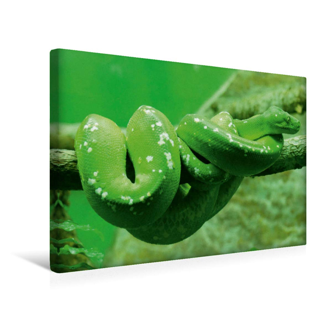CALVENDO Grüne Baumpython (Morelia Viridis) 45x30cm, 45x30cm