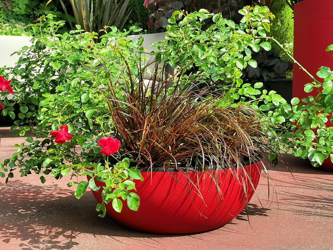 Riviera Tasse, Rot