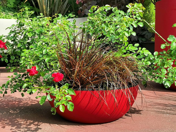 Riviera Tasse, Rot