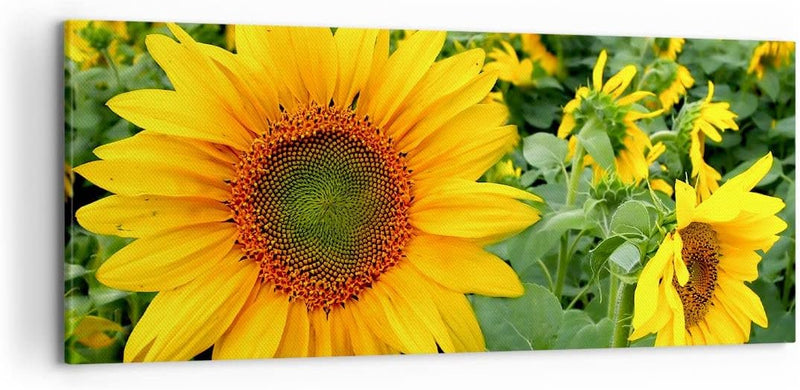 Wandbilder Dekoration Wohnzimmer Wolken Sonnenblumen Plantagen Panorama Bilder auf Leinwand 120x50cm