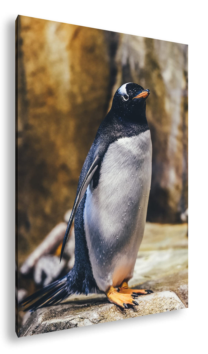 deyoli niedlicher Pinguin Format: 80x60 als Leinwand, Motiv fertig gerahmt auf Echtholzrahmen, Hochw