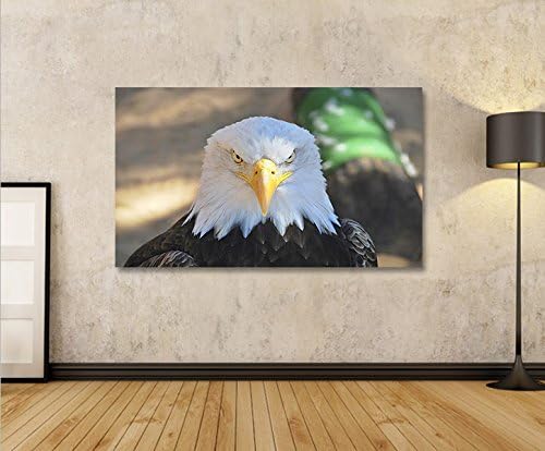 islandburner Bild Bilder auf Leinwand Adler Weisskopfseeadler USA Symbol 1p XXL Poster Leinwandbild