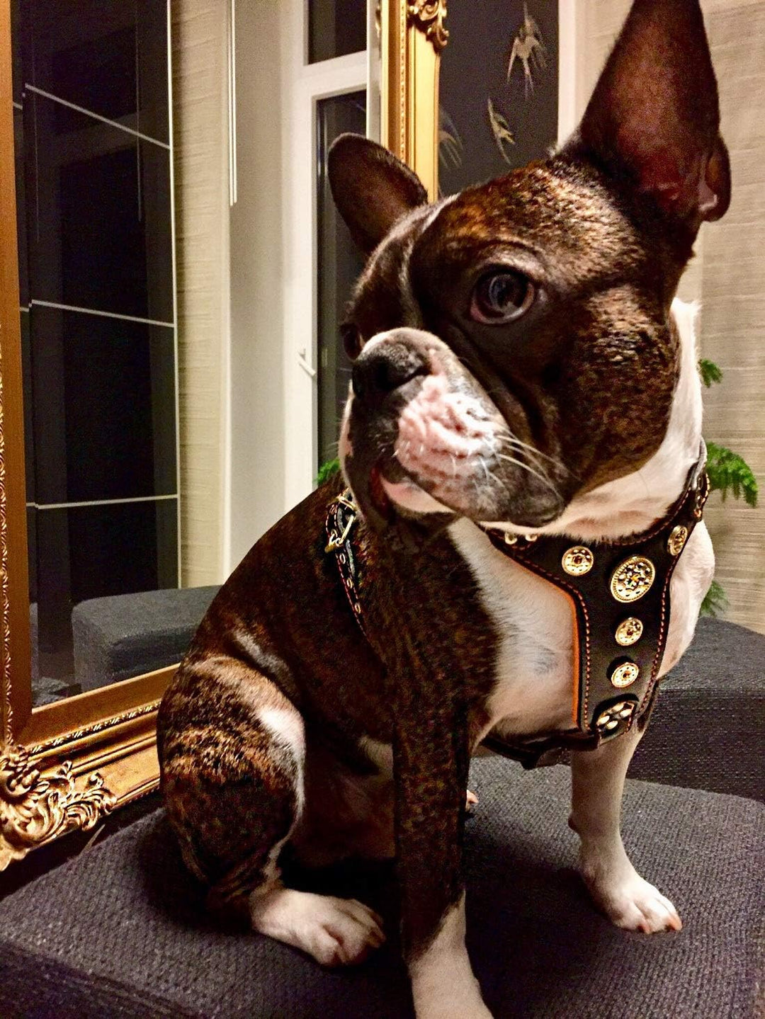 Bestia |Bijou| Leder Brustgeschirr für Kleine bis Mittelgrosse Hunde. 100% Leder. Handgefertigt. Top