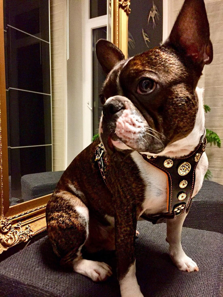 Bestia |Bijou| Leder Brustgeschirr für Kleine bis Mittelgrosse Hunde. 100% Leder. Handgefertigt. Top