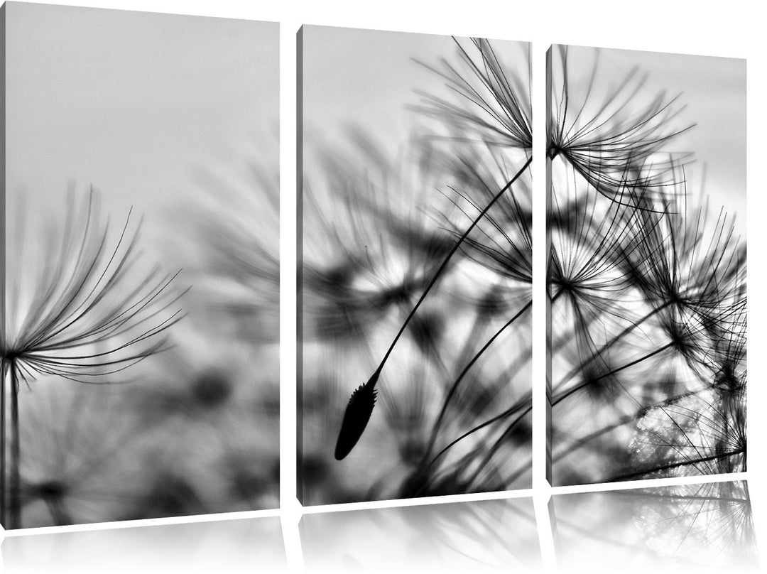 Pixxprint Pusteblumen mit Tautropfen als Leinwandbild/Grösse: 3 Teilig (120x80) / Wandbild/Kunstdruc