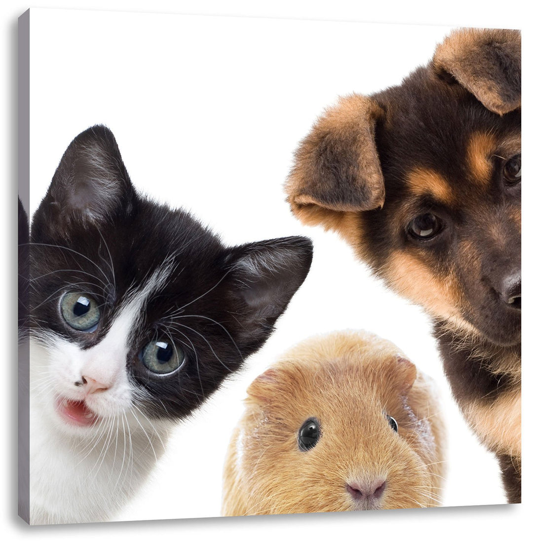 Pixxprint Trio Hund Katze Meerschwein als Leinwandbild/Grösse: 70x70 cm/Wandbild/Kunstdruck/fertig b