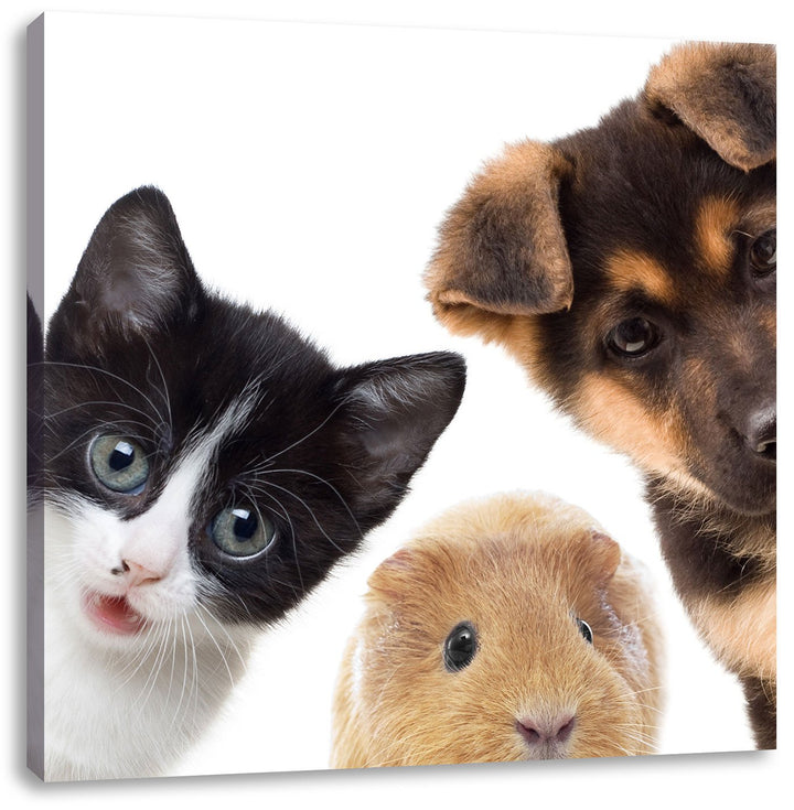 Pixxprint Trio Hund Katze Meerschwein als Leinwandbild/Grösse: 70x70 cm/Wandbild/Kunstdruck/fertig b