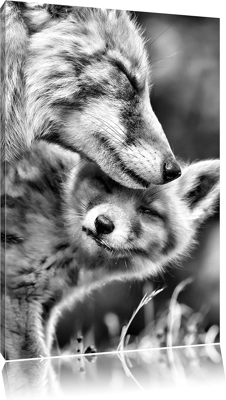 Pixxprint Kuschelnde Füchse / 100x70cm Leinwandbild bespannt auf Holzrahmen/Wandbild Kunstdruck Deko