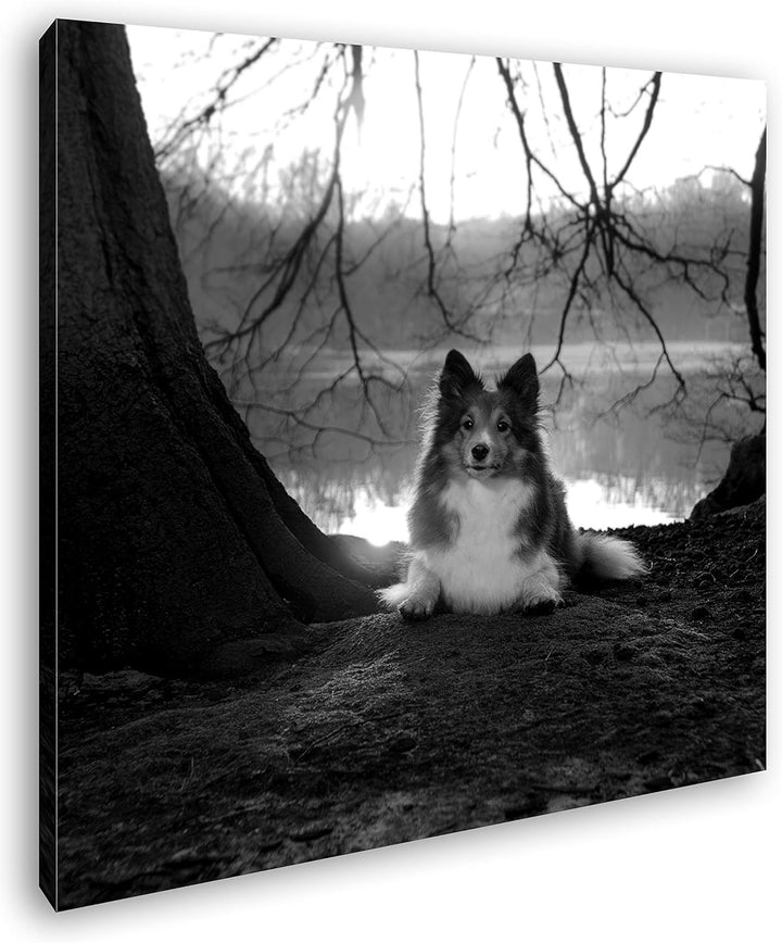 deyoli Niedlicher Hund beim Sonnenuntergang Format: 60x60 Effekt: Schwarz&Weiss als Leinwandbild, Mo