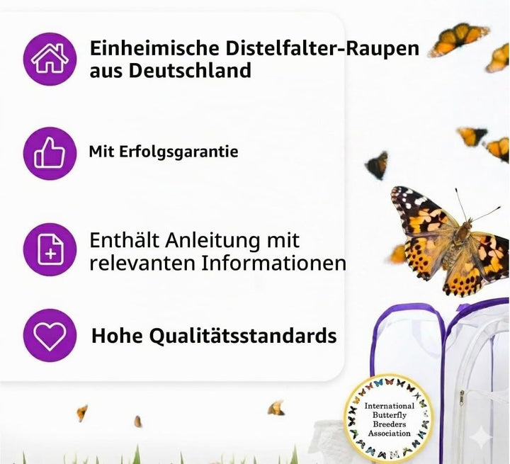 Schmetterlingszucht-Set für Kinder/Erwachsene | Schmetterlinge züchten [Erfolgsgarantie] | Heimische