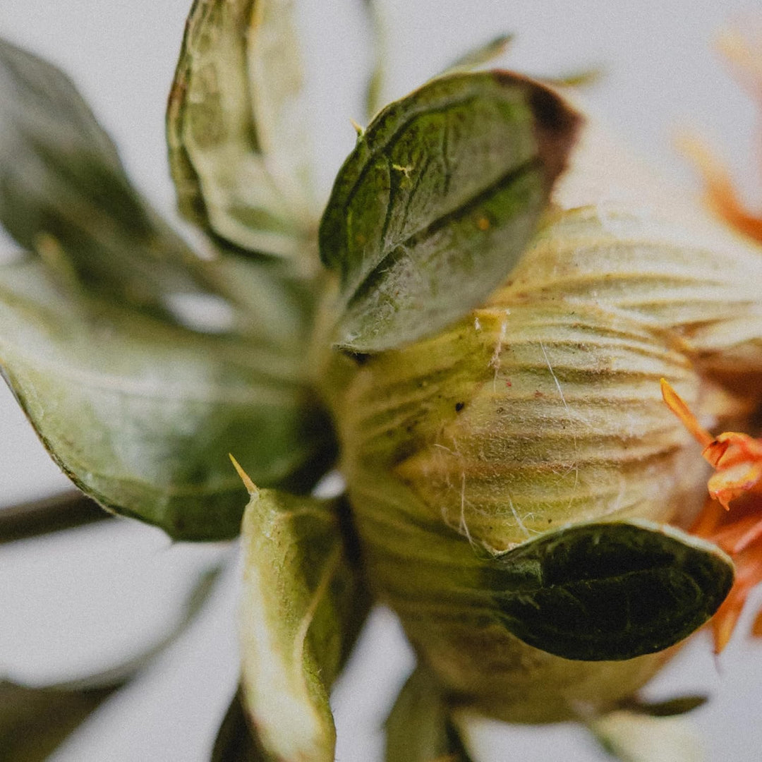 Moment Makro-Objektiv – Befestigungslinse für iPhone Pixel Galaxy OnePlus Handys