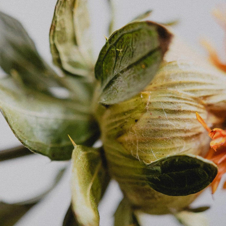 Moment Makro-Objektiv – Befestigungslinse für iPhone Pixel Galaxy OnePlus Handys