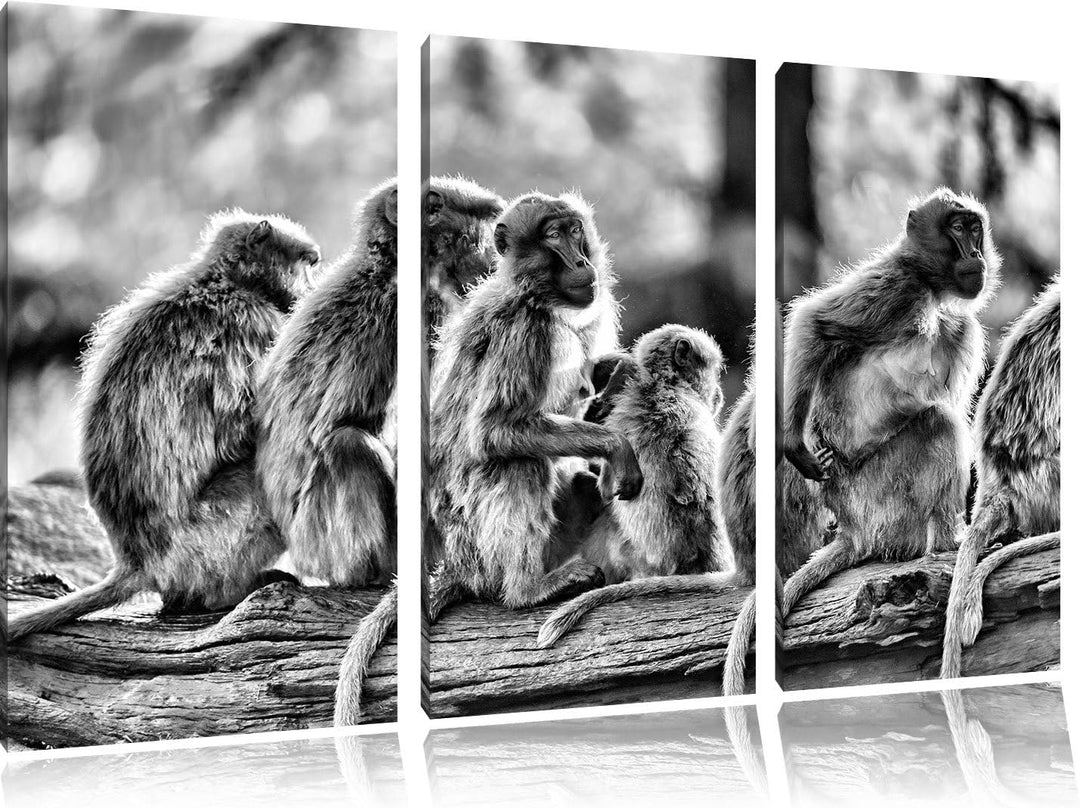 Pixxprint liebevolle Affenfamilie als Leinwandbild/Grösse: 3 Teilig (120x80) cm/Wandbild/Kunstdruck/