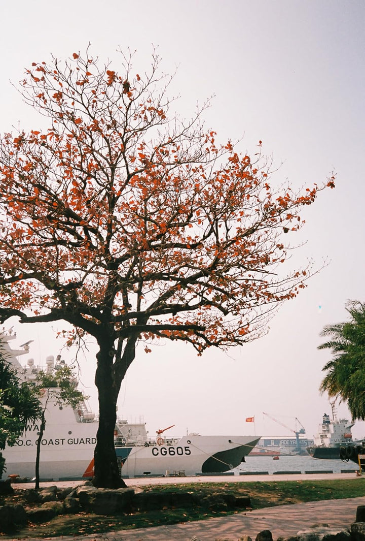 RETOCOLOR Maple 100 35-mm-Farbnegativfilm, 27EXP, ISO100, C41-Verarbeitung, DX-kodiert, Retro-Farbe,
