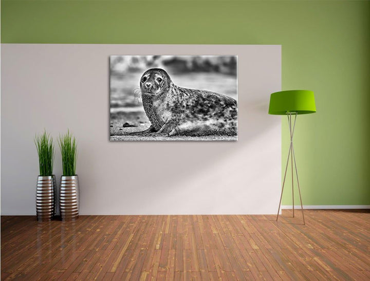 Pixxprint niedliche Robbe am Strand / 100x70cm Leinwandbild bespannt auf Holzrahmen/Wandbild Kunstdr