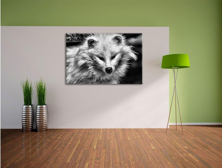 Pixxprint Kleiner Polarfuchs als Leinwandbild/Grösse: 100x70 / Wandbild/Kunstdruck/fertig bespannt,