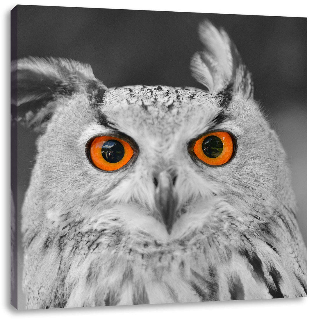 Pixxprint süsser Eulen Kauz schwarz/weiss, Format: 70x70 auf Leinwand, 70x70