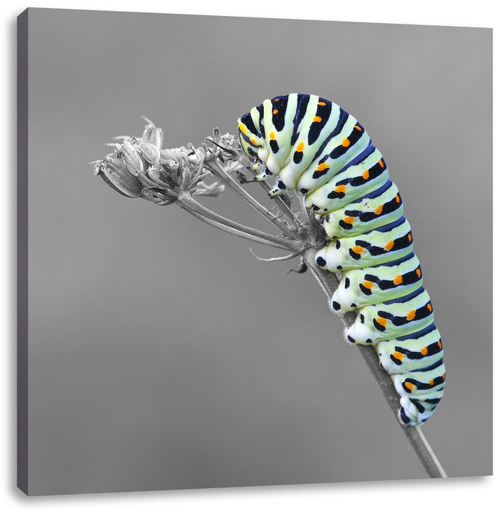 Pixxprint Grüne Raupe auf AST Insekten Urwald Tiere schwarz/weiss, Format: 70x70 auf Leinwand, 70x70