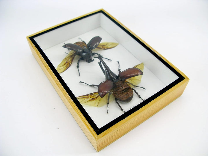 Echte präparierte und riesige Insekten, Cicaden und Krabbler im Schaukasten aus Holz hinter Glas (2