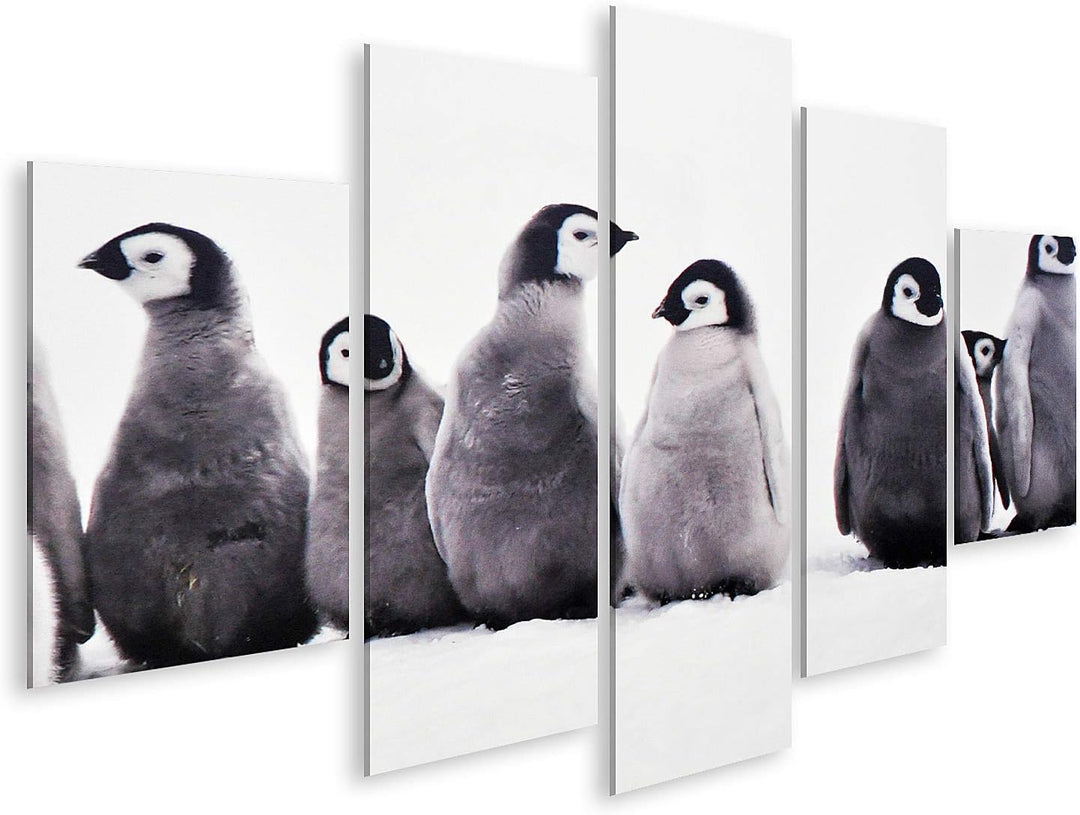 islandburner Bild auf Leinwand Junge Pinguine Baby Junge Pinguine Baby Eissonne Bilder Wandbilder Po
