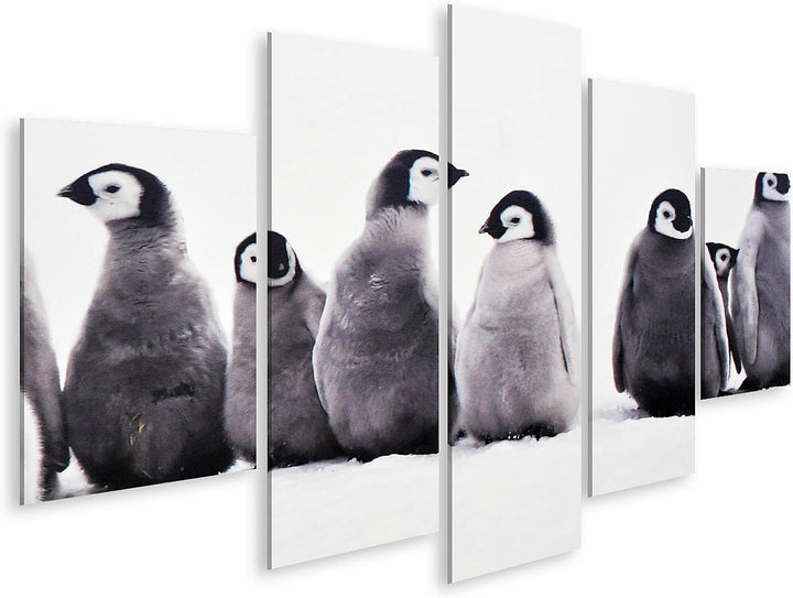 islandburner Bild auf Leinwand Junge Pinguine Baby Junge Pinguine Baby Eissonne Bilder Wandbilder Po