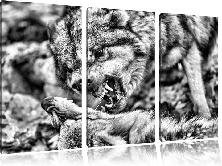 Pixxprint Monocrome, kämpfende Wölfe 3-Teiler Leinwandbild 120x80 Bild auf Leinwand